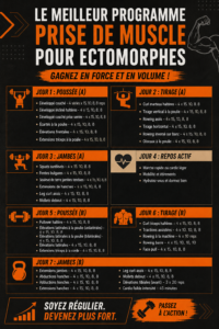 Entraînement musculaire pour ectomorphes avec exercices adaptés.